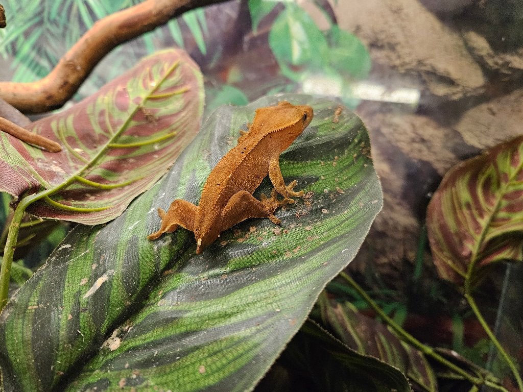 Correlophus ciliatus Wimpergekko's Crested Gecko photo 17