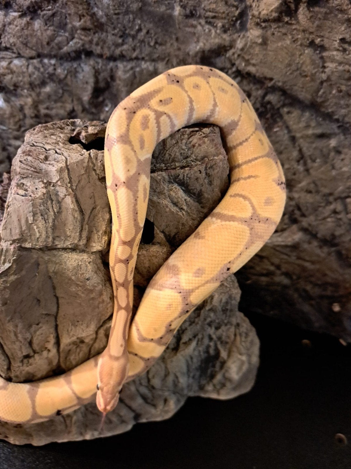 koningspython (regius) coral glow enchi man Ball Python photo 3