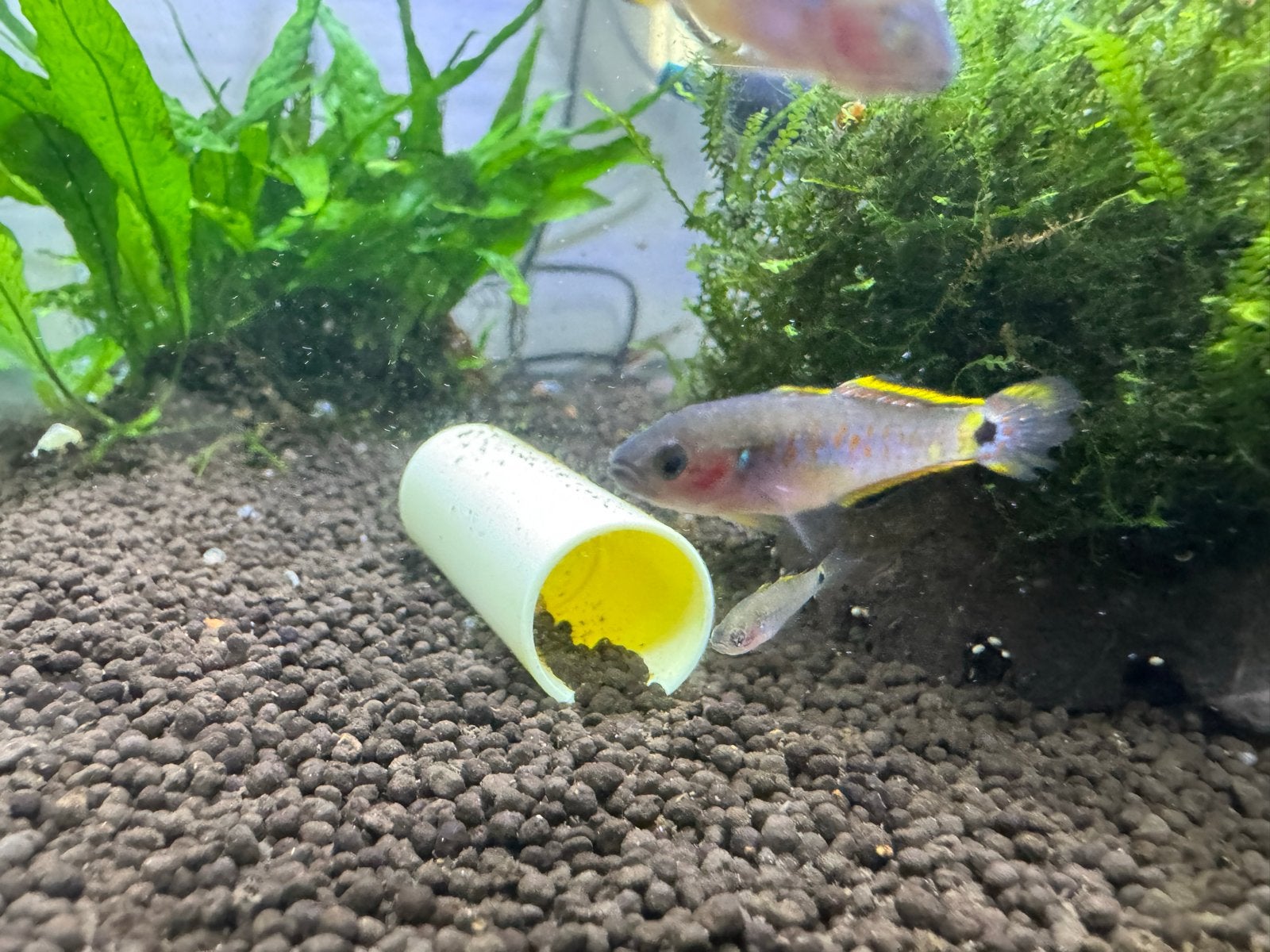 Pauwoogrondel - Tateurndina ocellicauda, Vis, Zoetwatervis