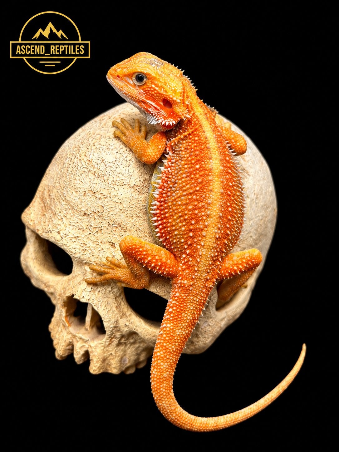 G-Stripe Orange Bar Hypo Trans Dunner man – Baardagaam Bearded Dragon - male for sale from B.S.