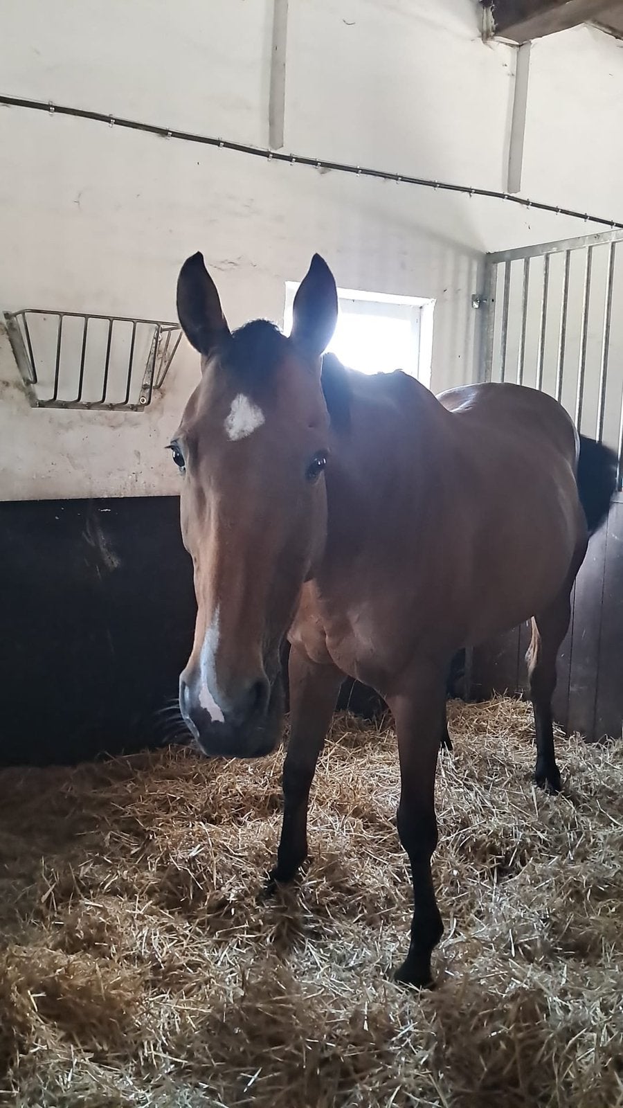 Lief paardje te koop, Dieren en Toebehoren, Paarden, Merrie, Zadelmak, 160 tot 165 cm, 11 jaar of ouder, Recreatiepaard, Gechipt