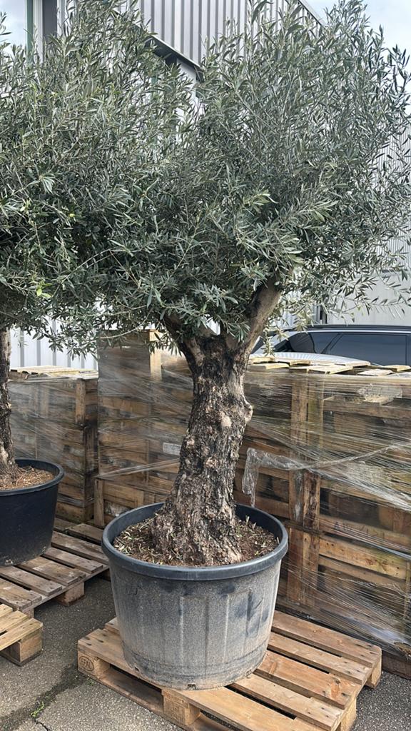 Dikke grote grillige olijfbomen AANBIEDING, Tuin en Terras, Planten | Bomen, Volle zon, Ophalen of Verzenden, 100 tot 250 cm, Olijfboom