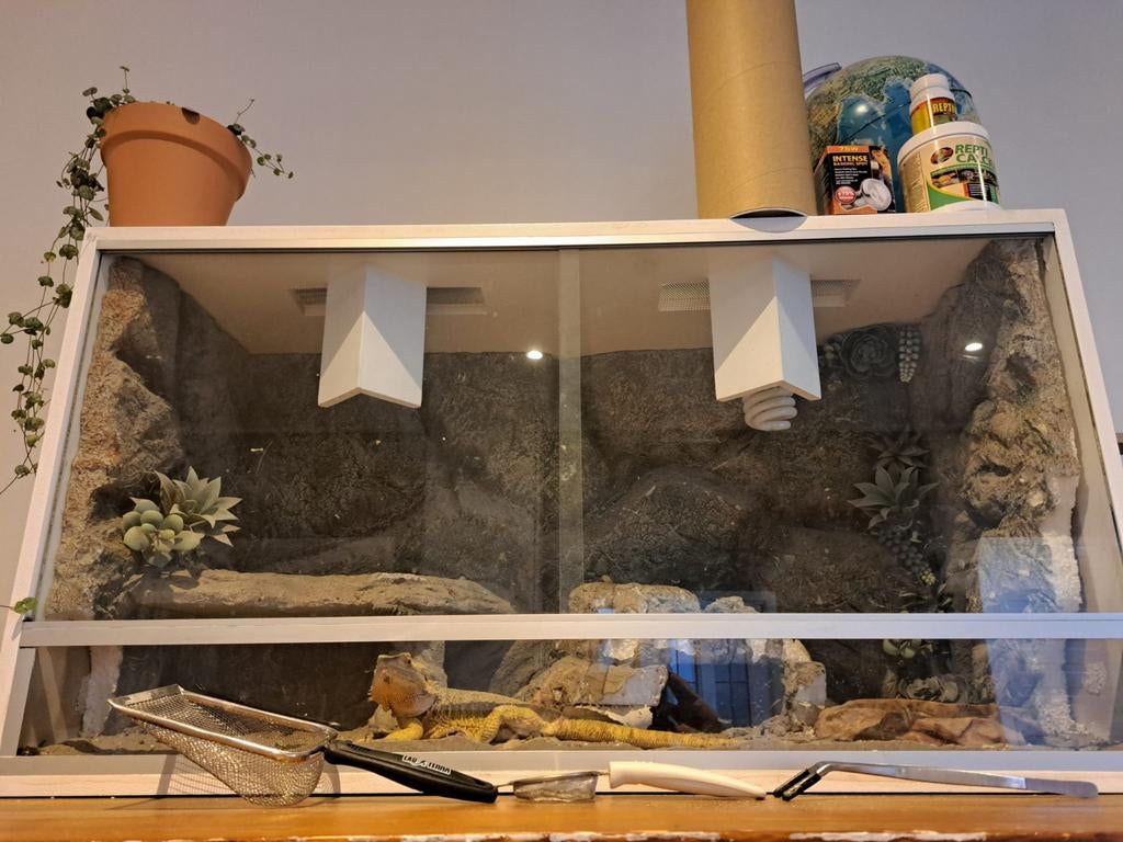 GERESERVEERD! baardagaam incl terrarium. Bearded Dragon - male for sale from familieA