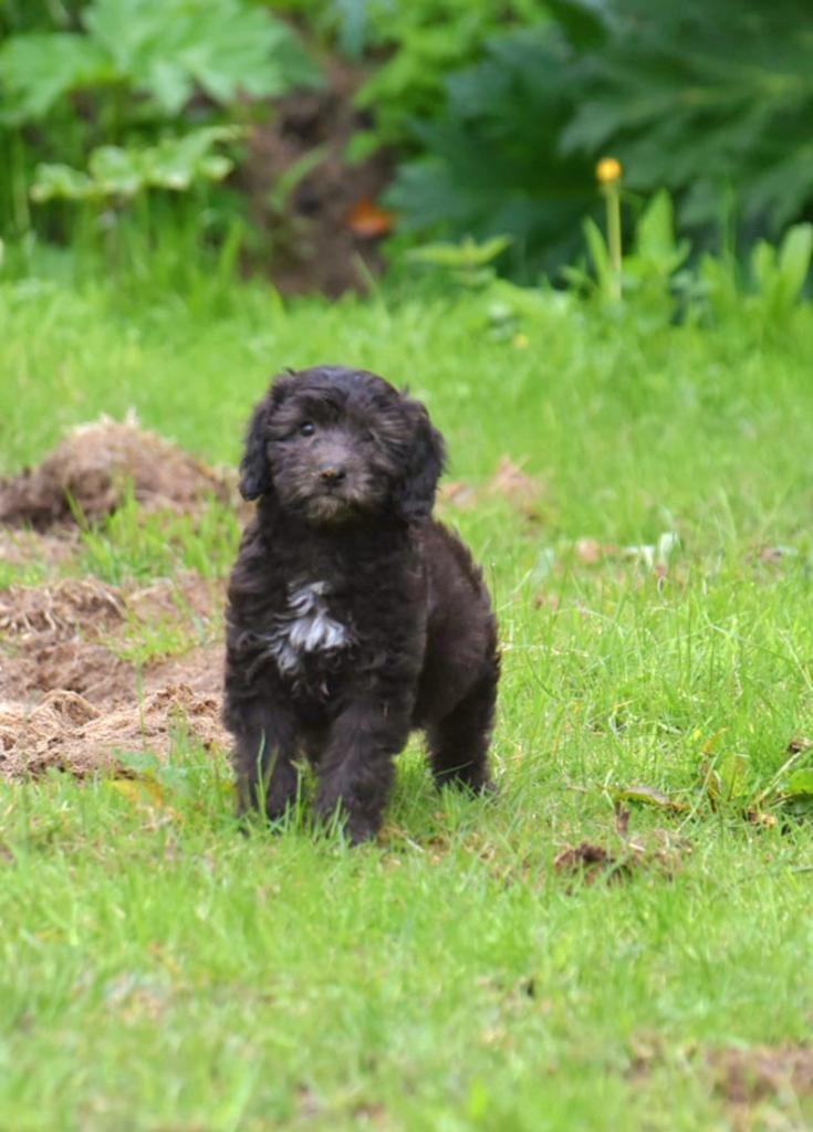 3 nog 2! Prachtige ShiPoo(shihtzu x Poedel) 2 boys, Dieren en Toebehoren, Honden | Chihuahua's en Gezelschapshonden, Parvo, Nederland