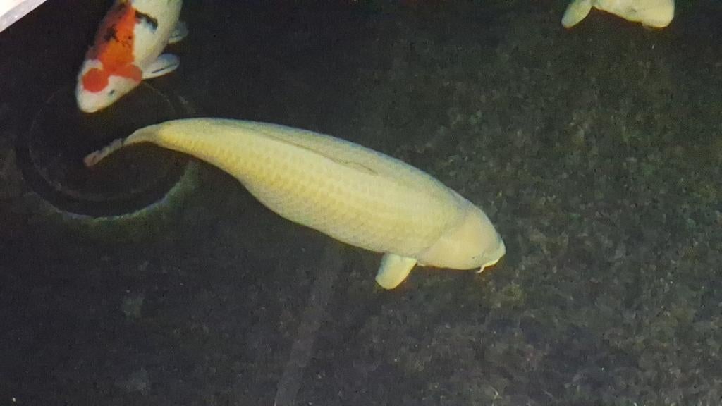 Mooie grote female chagoi 85+, Dieren en Toebehoren, Vissen | Vijvervissen, Karper of Koi