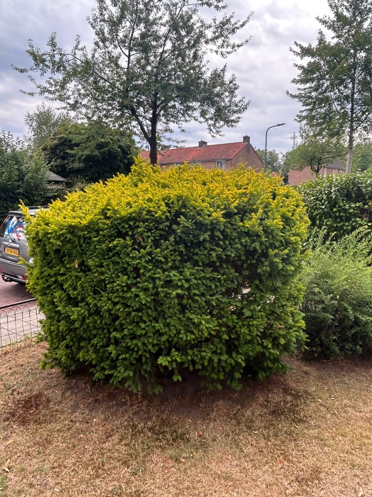 Prachtige grote Taxus (vijnenboom), Ophalen, Taxus, 100 tot 250 cm