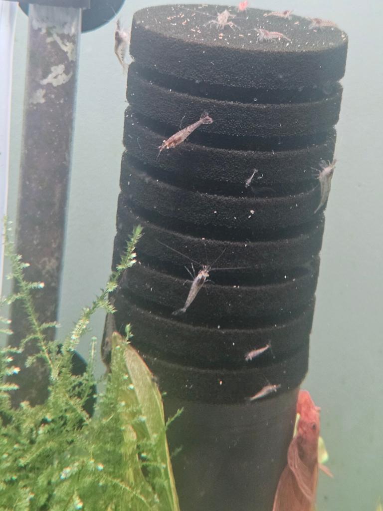 Wild kleur garnalen, Dieren en Toebehoren, Vissen | Aquariumvissen, Kreeft, Krab of Garnaal, Zoetwatervis