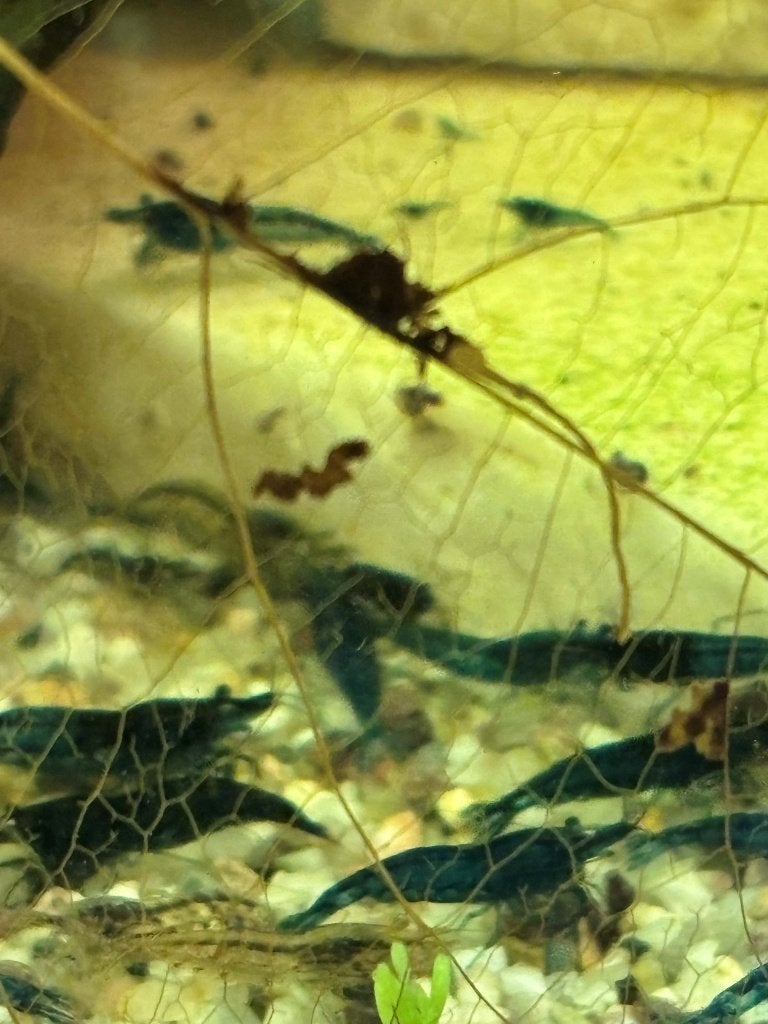 Garnalen Bleu dream, Kreeft, Krab of Garnaal, Zoetwatervis