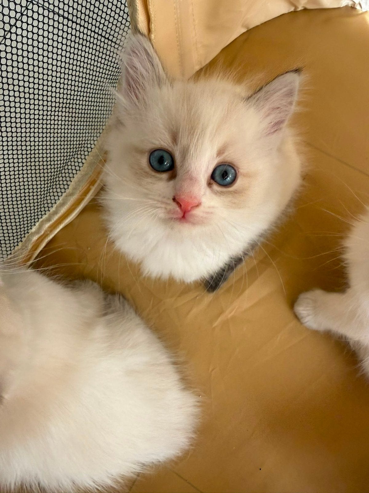 Ragdoll kittens (ALLEN GERESERVEERD), Dieren en Toebehoren, Meerdere dieren