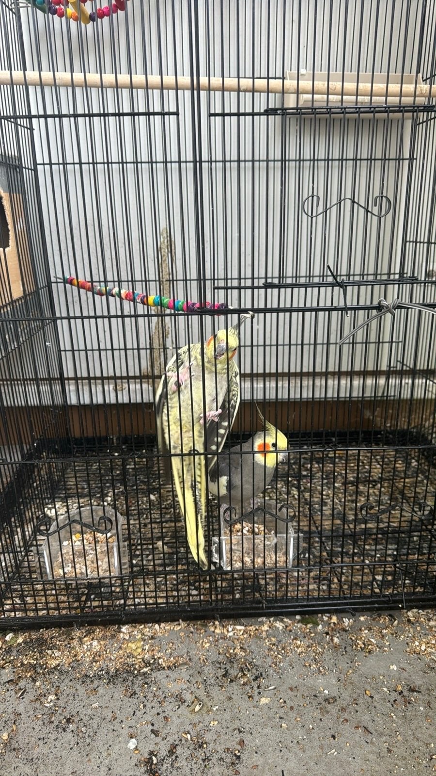 vogels, Meerdere dieren, Parkiet
