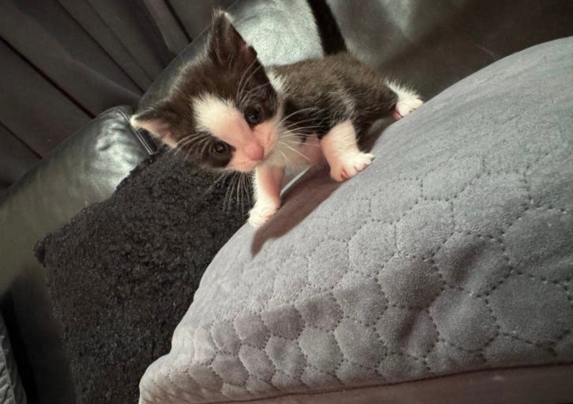Kittens, Meerdere dieren