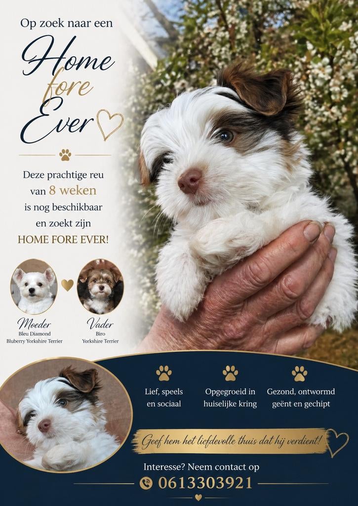 Pup te koop, Parvo, Reu, 8 tot 15 weken, Eén hond
