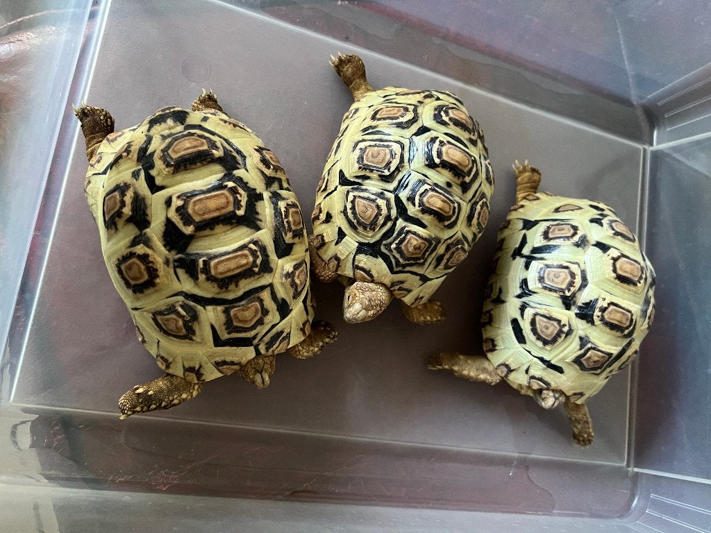3 Panter schildpadden. NK 2024.