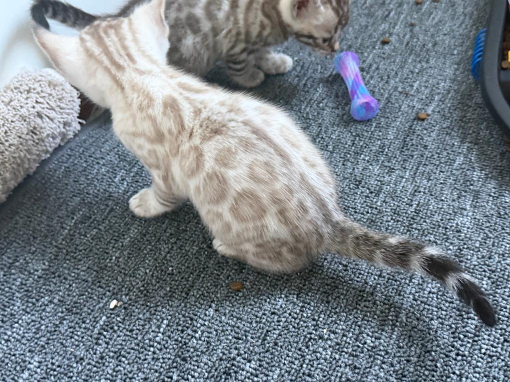 Bengaal Seal lynx katertje, Kater, Met stamboom, 0 tot 2 jaar