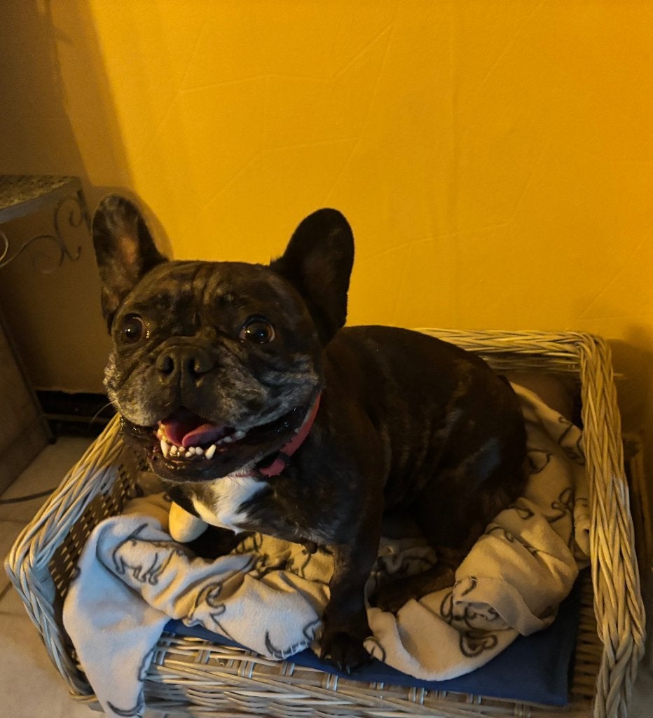 Lieve franse bulldog teef, Dieren en Toebehoren, België, Fokker | Hobbymatig, Teef, Bulldog