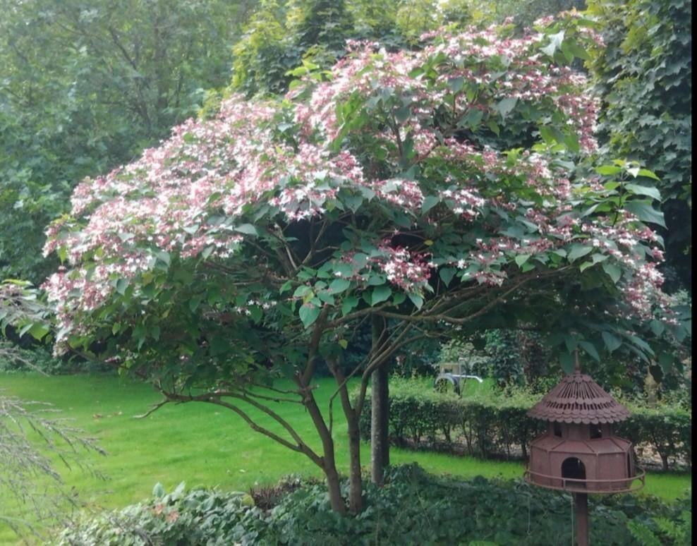 Pindakaas / kansenboom scheuten, Ophalen, Zomer, Volle zon, Overige soorten