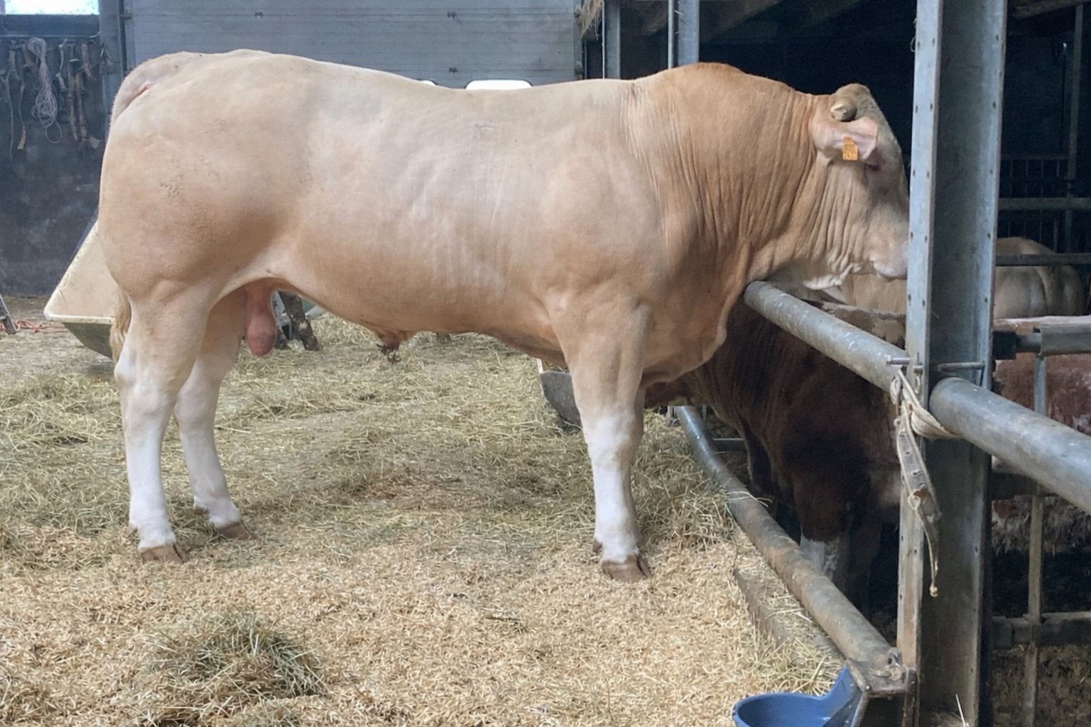 Stamboek blonde d’Aquitaine stier, Dieren en Toebehoren, Runderen, Mannelijk