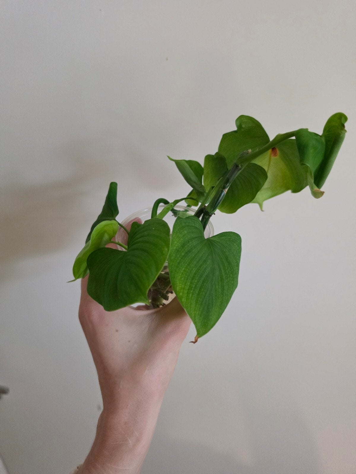 Philodendron Peru stekken, Ophalen of Verzenden, Halfschaduw, Minder dan 100 cm