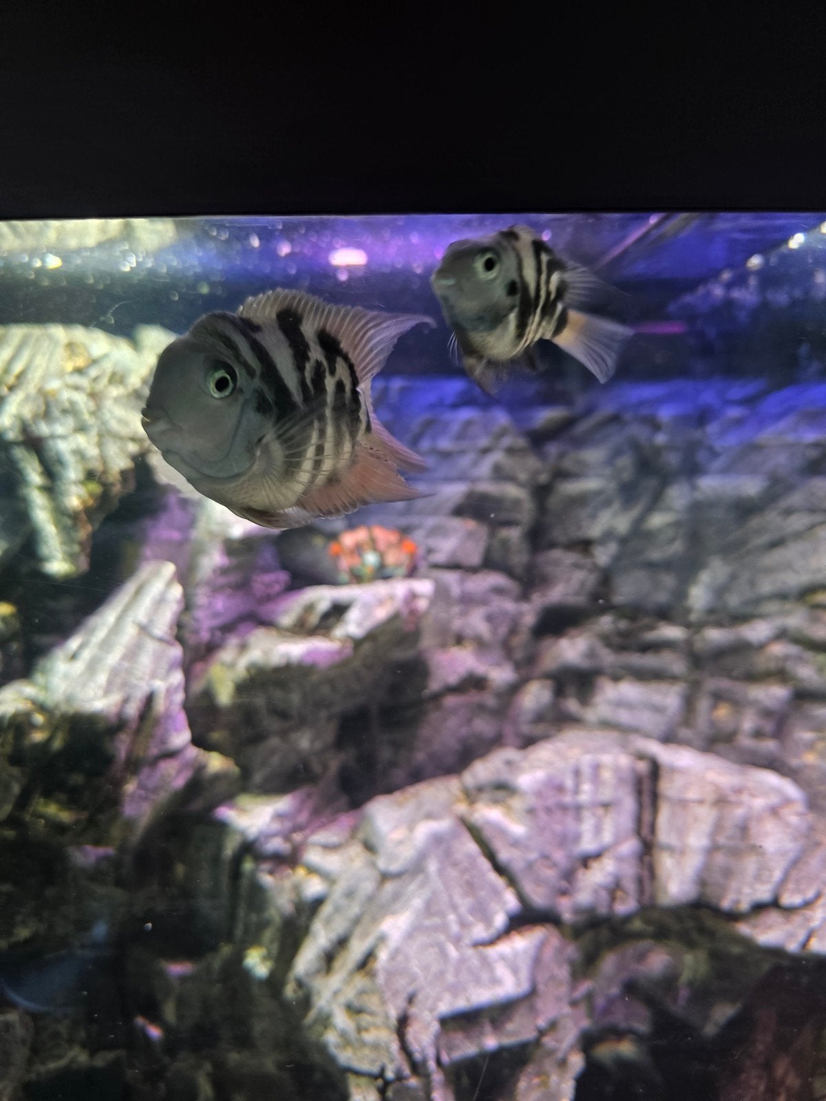 4x blue parrot cichlide + 2x parelmoer. ( 2 koppels), Dieren en Toebehoren, Vissen | Aquariumvissen, Vis