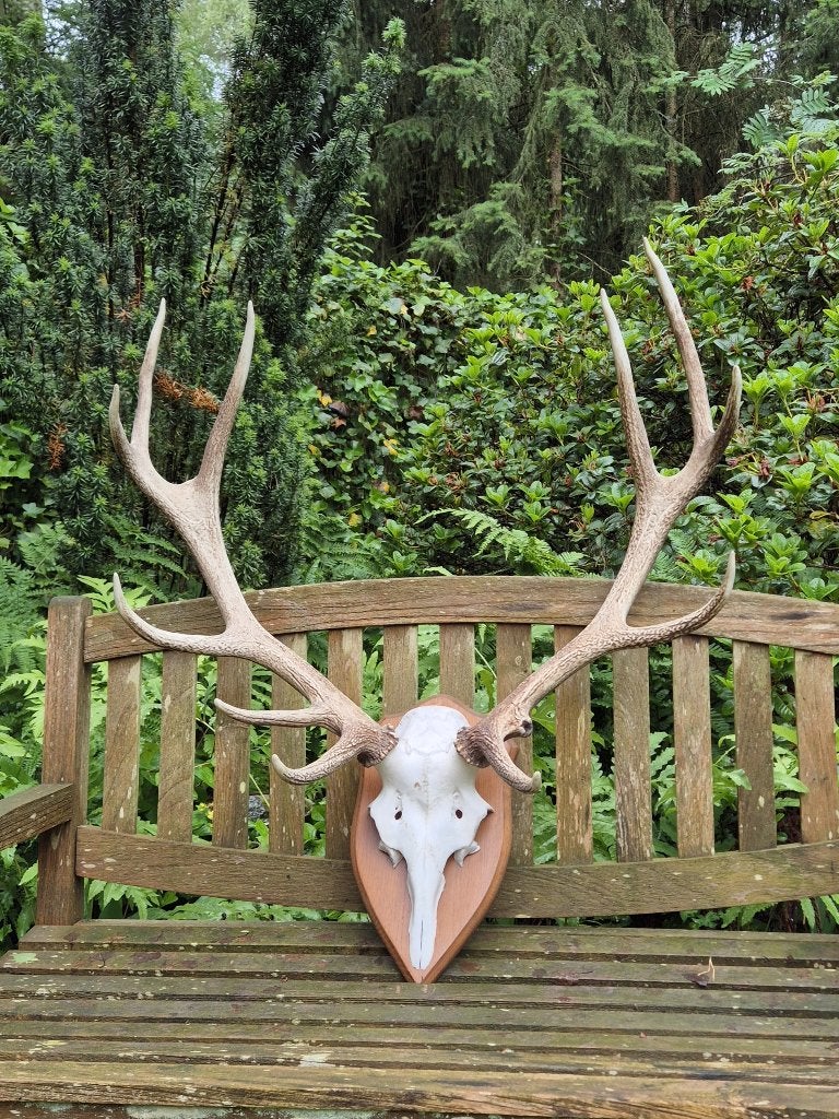Prachtig Edelhert Gewei Jacht Hut Veluwe Mancave h51, Ophalen, Gebruikt, Hert, Gewei of Kop