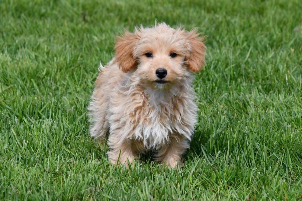 Maltipoo pups te koop, 15 weken tot 1 jaar, Overige rassen, Buitenland, Parvo