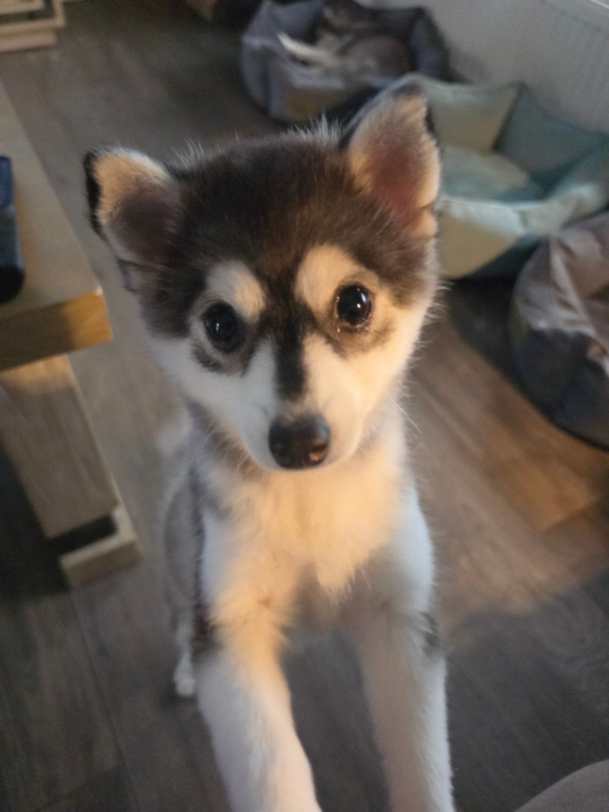 pomsky f4, Dieren en Toebehoren, 8 tot 15 weken, Teef, Poolhond, Eén hond