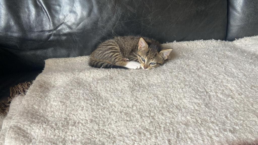 Gratis afhalen 3 kittens 8 weken oud, Dieren en Toebehoren, Poes