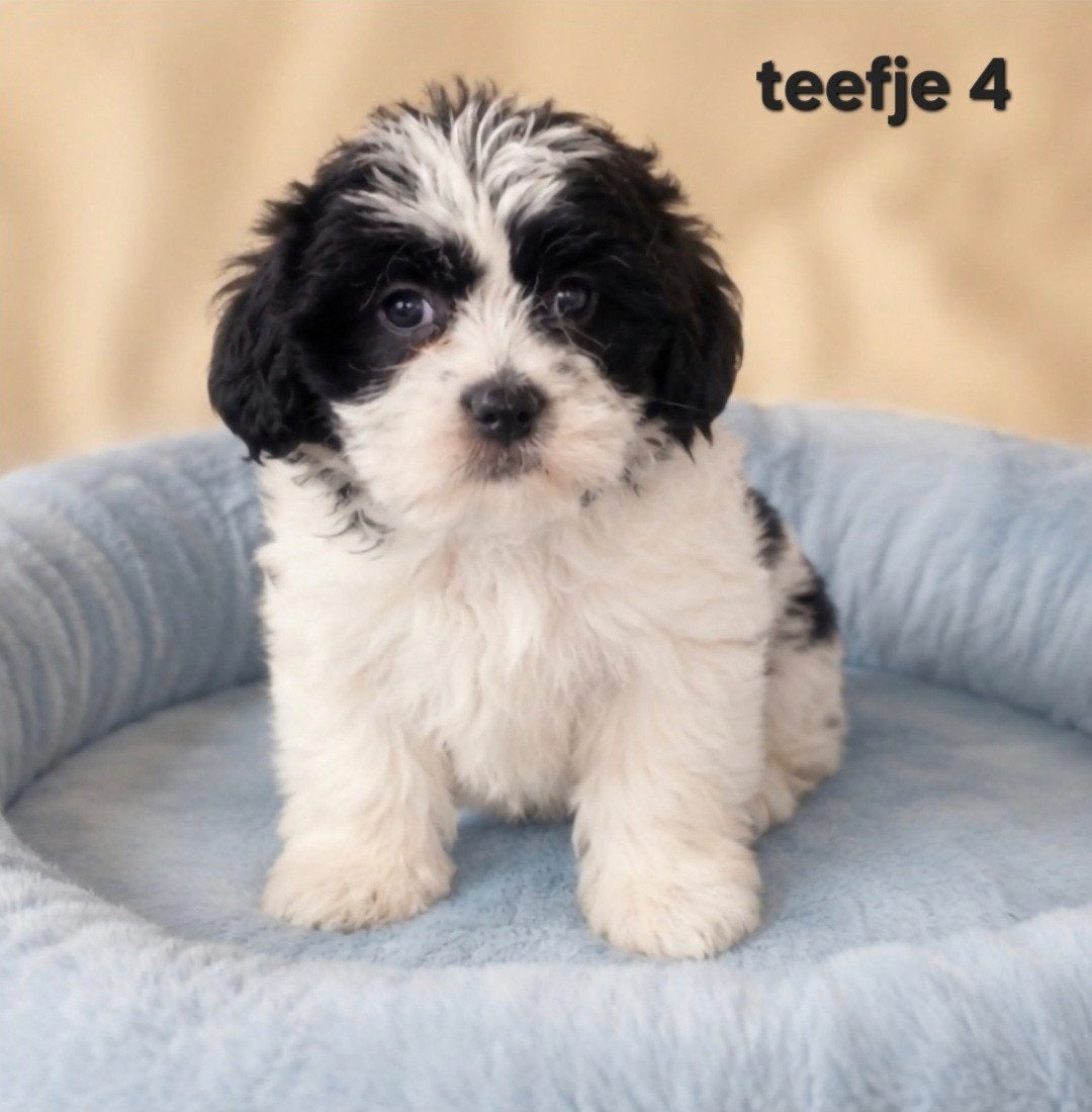 Super mooi gezonde boomer pups. Maltezer maal shih tzu, Parvo, Overige rassen, 8 tot 15 weken, Meerdere