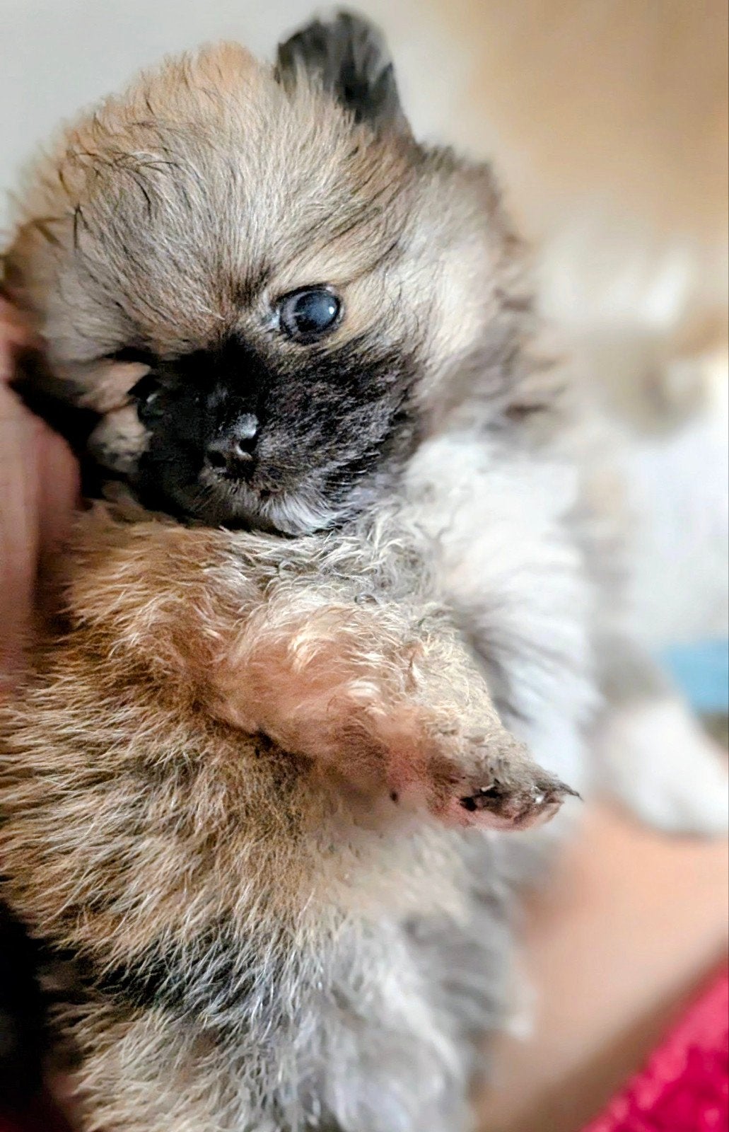Pomeriaan dwergkees puppy's, extra klein mini formaat., Keeshond, Teef, Meerdere, Nederland