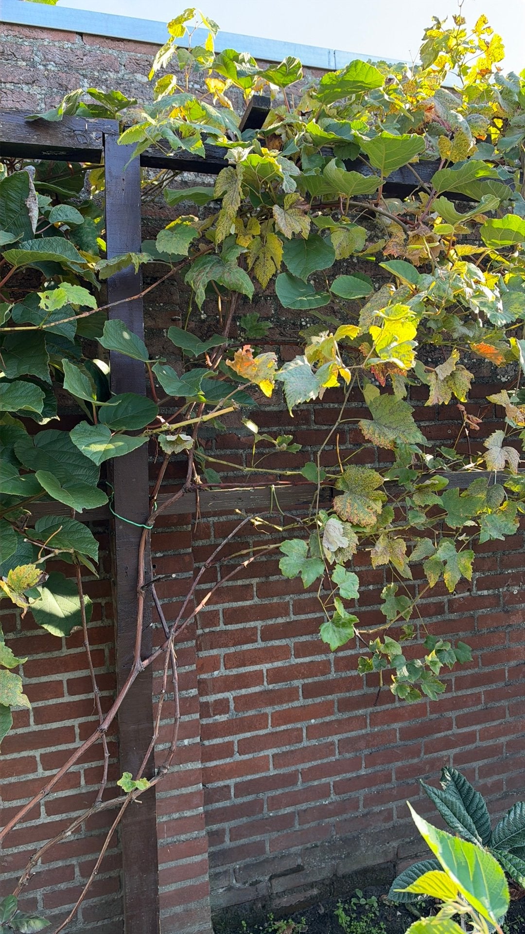 Rode druiven struiken, Tuin en Terras, Ophalen, 100 tot 250 cm, Overige soorten, Zomer