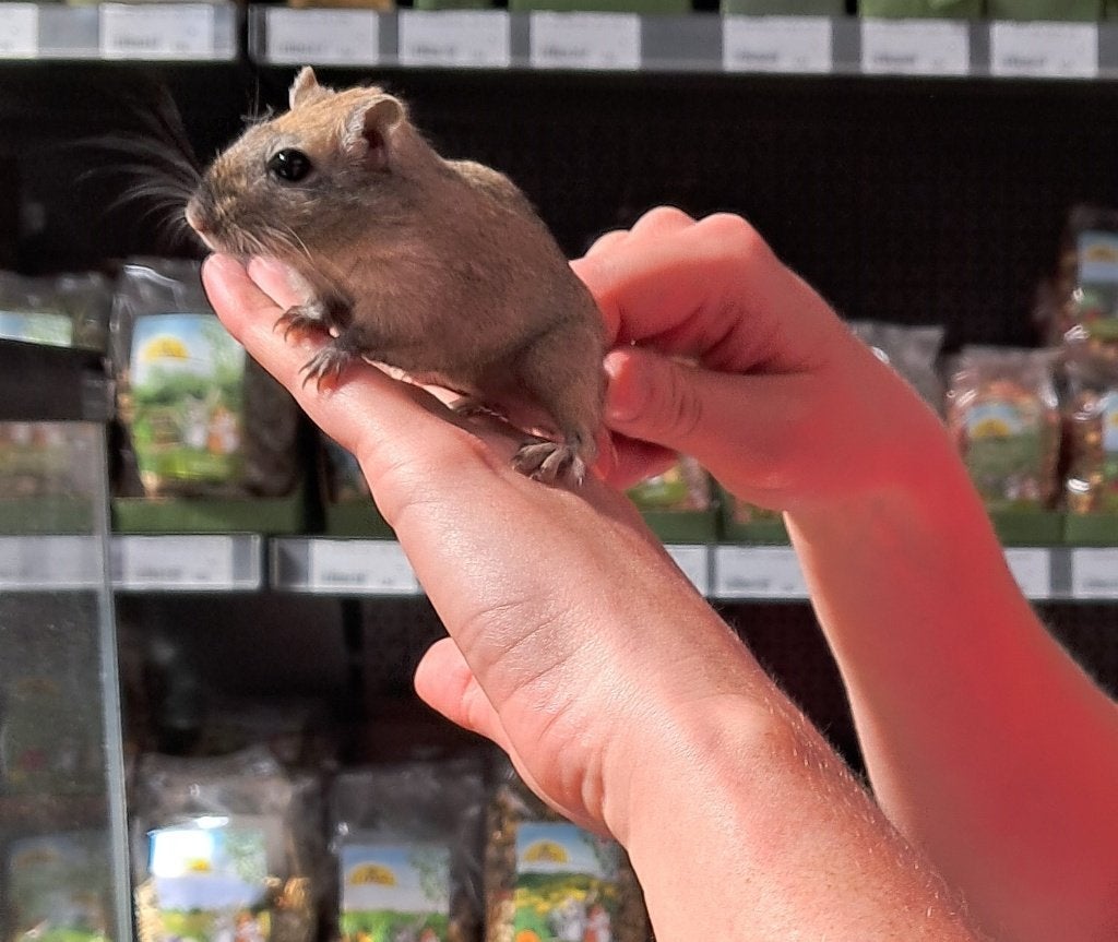 Te koop Gerbils, Dieren en Toebehoren, Knaagdieren, Maart, Vrouwelijk, Overige typen