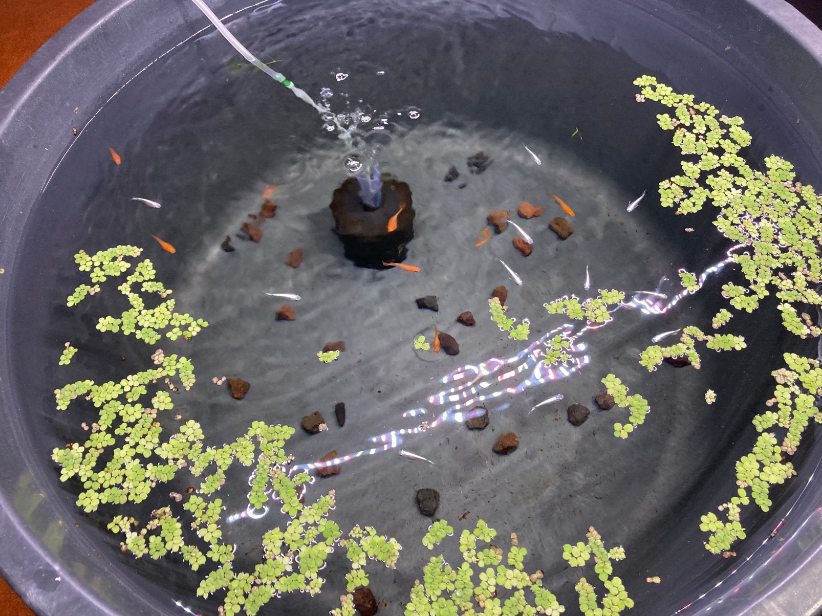 Medaka’s, Dieren en Toebehoren, Vis, Zoetwatervis, Schoolvis