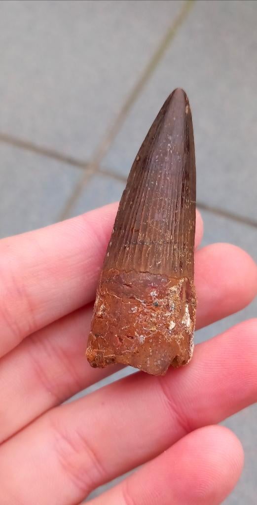 Mooie fossiele Spinosaurus tand, dinosaurus fossiel, Ophalen of Verzenden, Fossiel