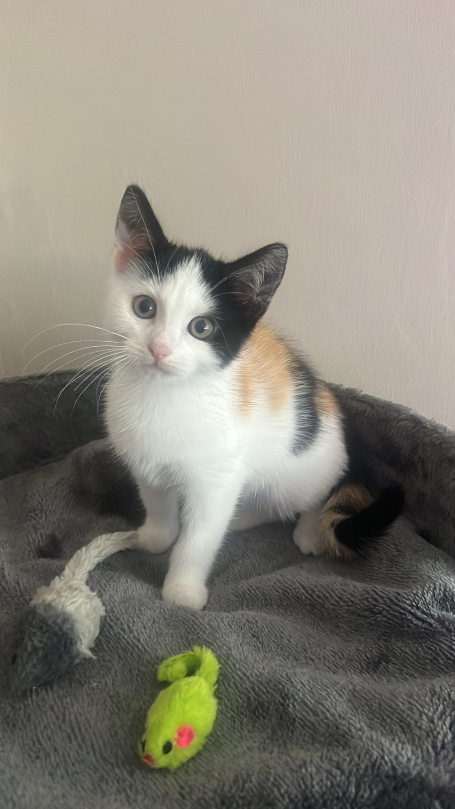 Nog 1 kitten gevacinneerde (poes) beschikbaar., Dieren en Toebehoren, Meerdere dieren, 0 tot 2 jaar