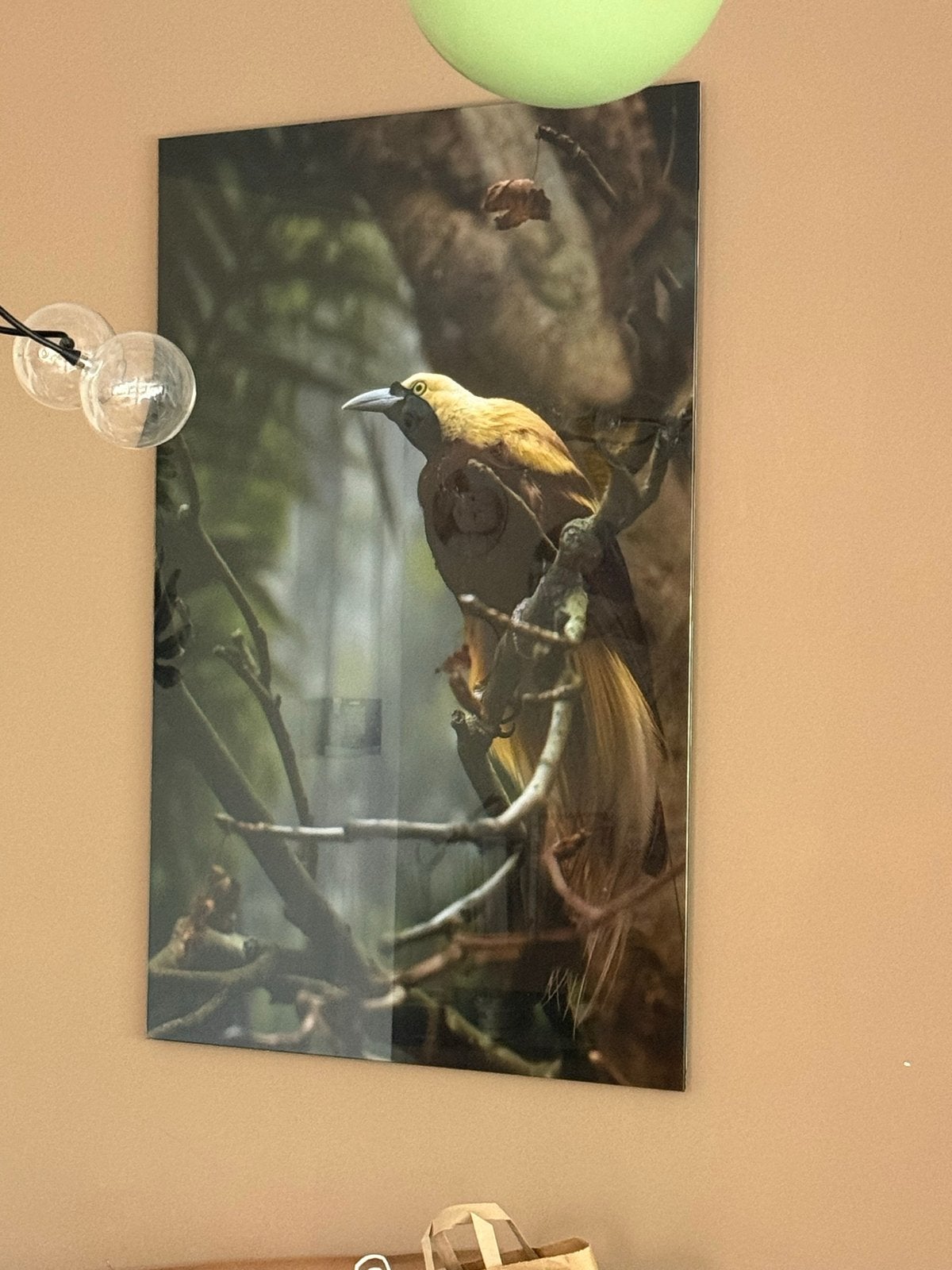 Prachtige wanddecoratie met paradijsvogel, Ophalen, Zo goed als nieuw, 50 tot 75 cm, Print