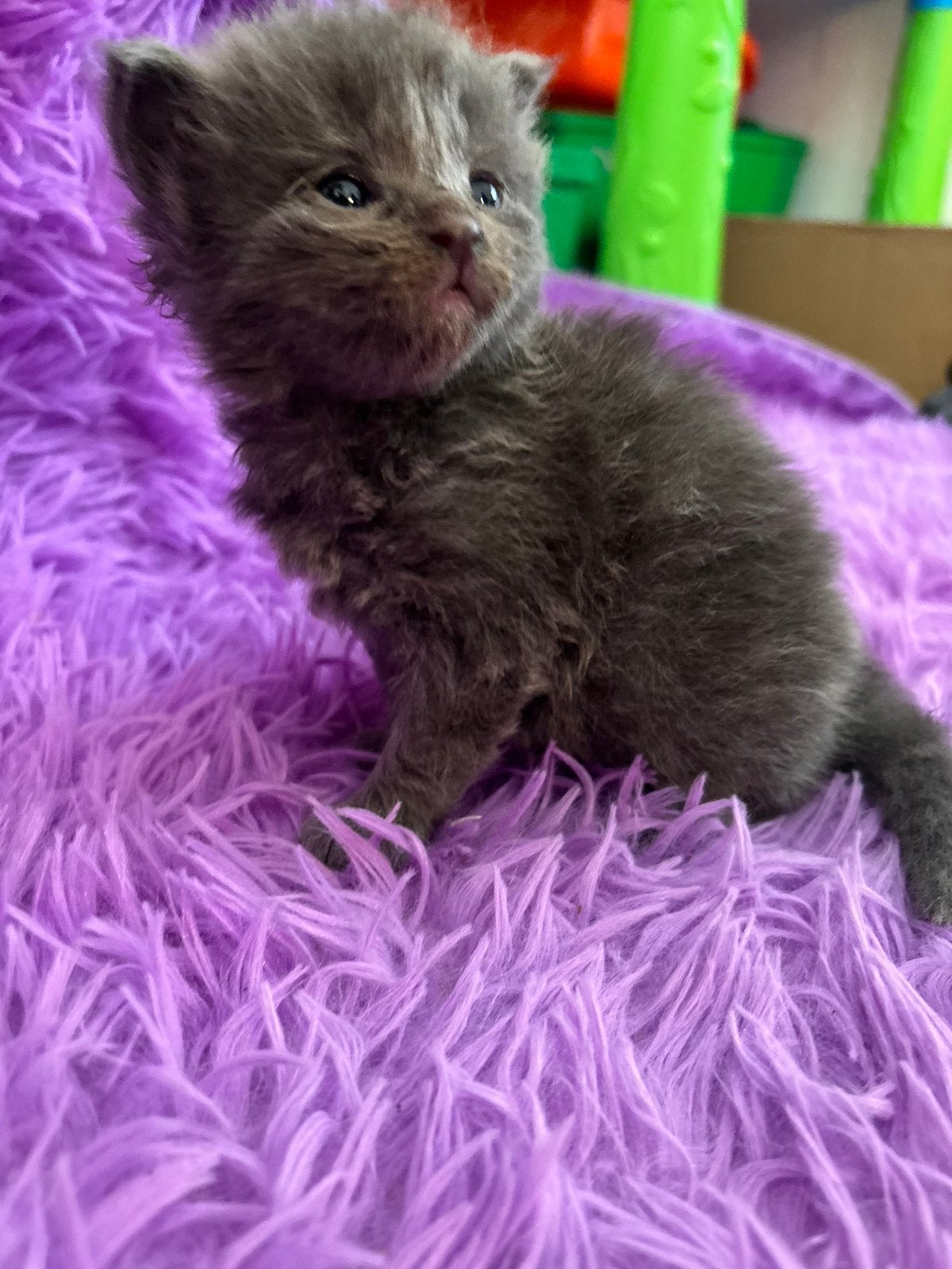 Maine coons kittens, Dieren en Toebehoren, Poes