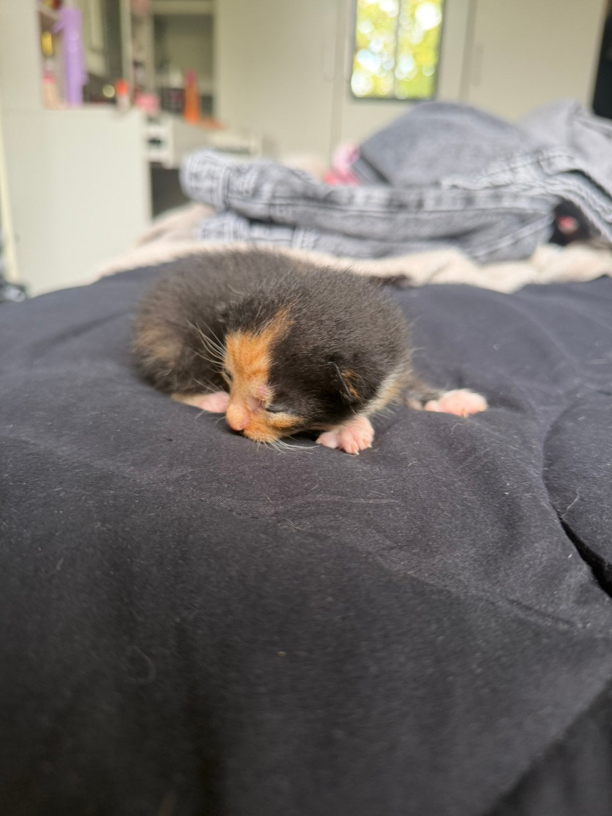 Kitten, Poes, Ontwormd