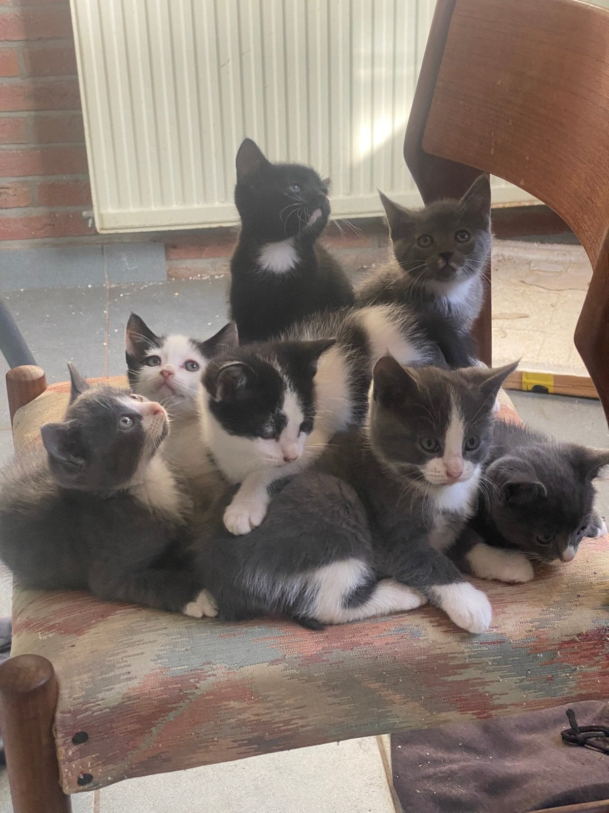 Lieve kittens mogen naar nieuw huisje., Dieren en Toebehoren, Meerdere dieren, Ontwormd, 0 tot 2 jaar