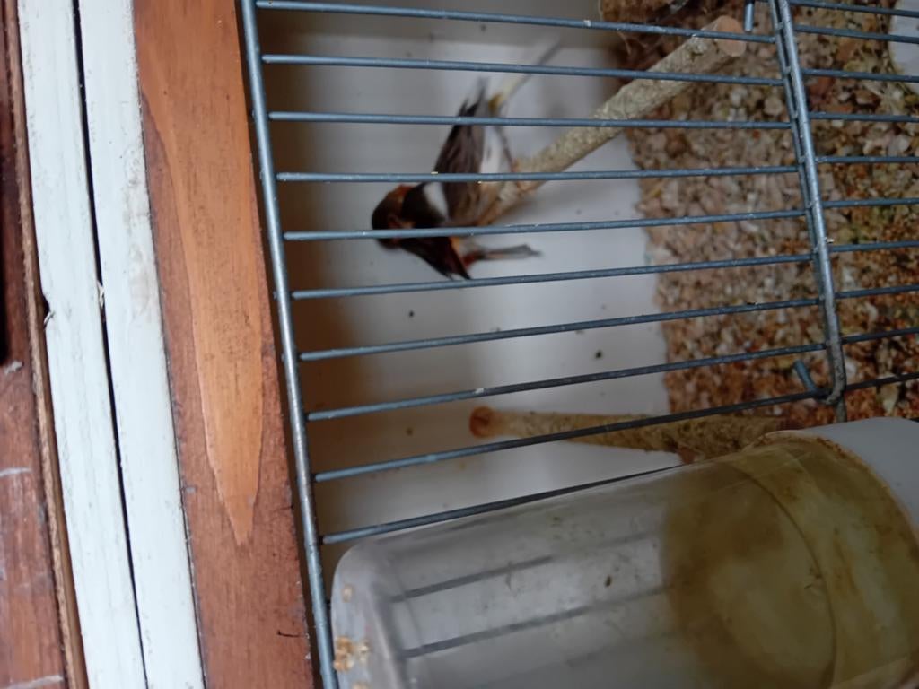Te koop koppel harlekijn kanaries, Dieren en Toebehoren, Meerdere dieren, Kleurkanarie