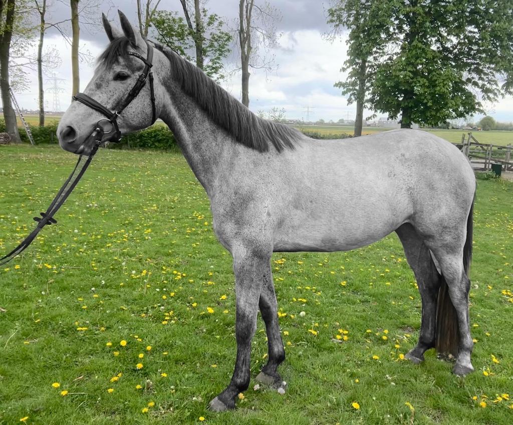 Vlotte veelzijdige merrie, Dieren en Toebehoren, Paarden, Merrie, Springpaard, Met stamboom, 3 tot 6 jaar