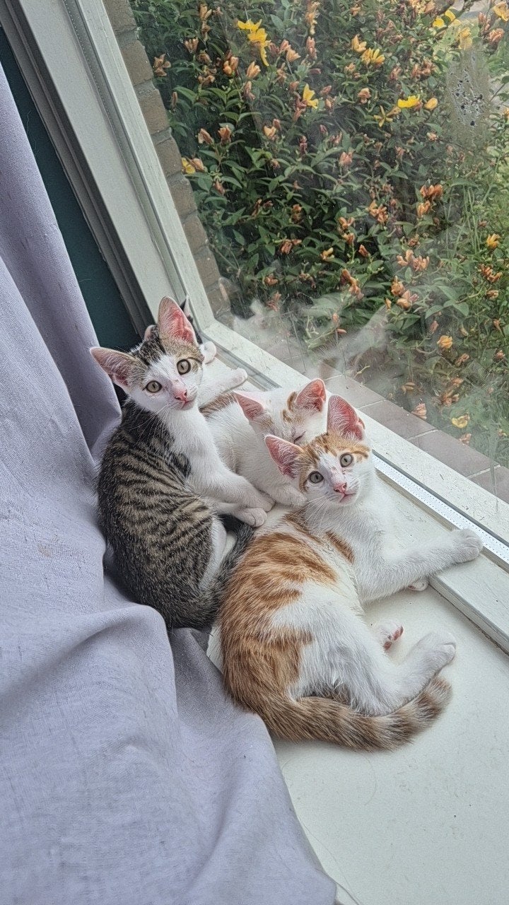 kittens, Dieren en Toebehoren, Katten en Kittens | Overige Katten, Meerdere dieren, Kortharig, 0 tot 2 jaar