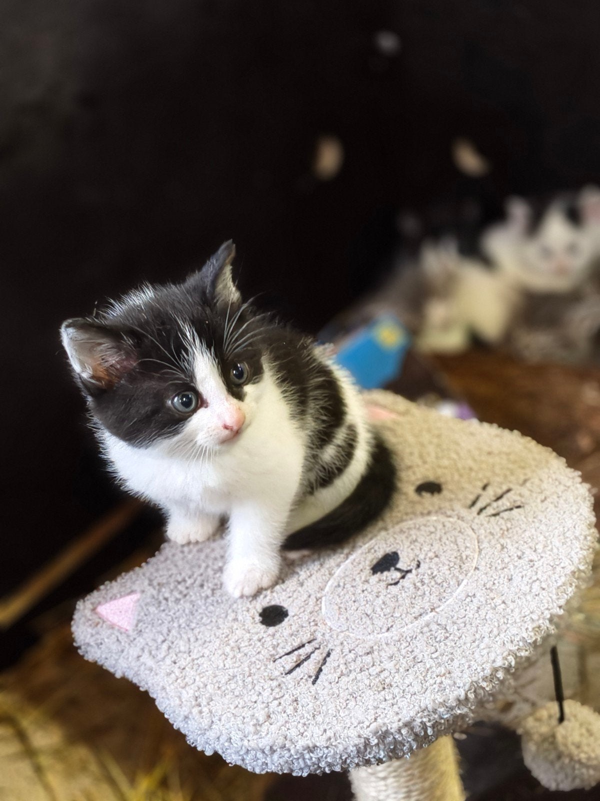 lieve kittens!, Dieren en Toebehoren