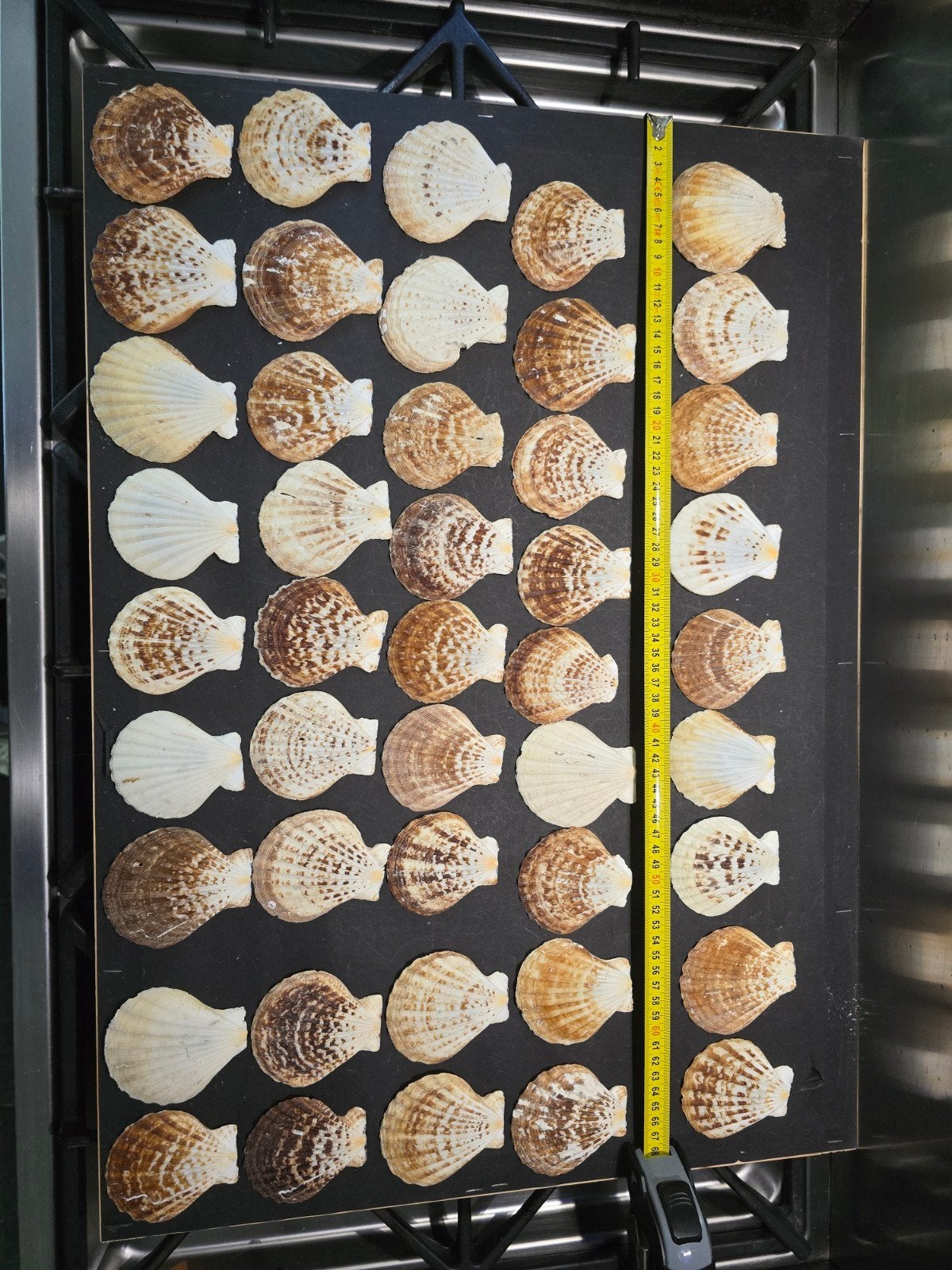45 bollen van de dubbelkleppige voor 15, 00, Ophalen of Verzenden, Schelp(en)