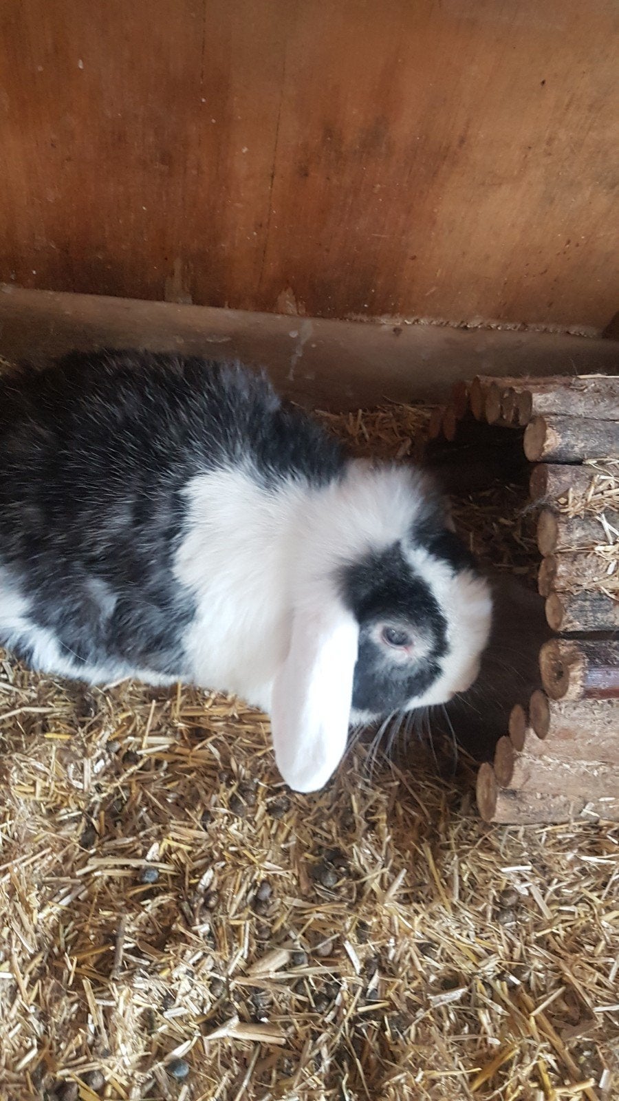 Supermooi koppel konijnen gecastreerde ram plus voedster., Dieren en Toebehoren, Konijnen, Meerdere dieren, Klein, Hangoor, 0 tot 2 jaar