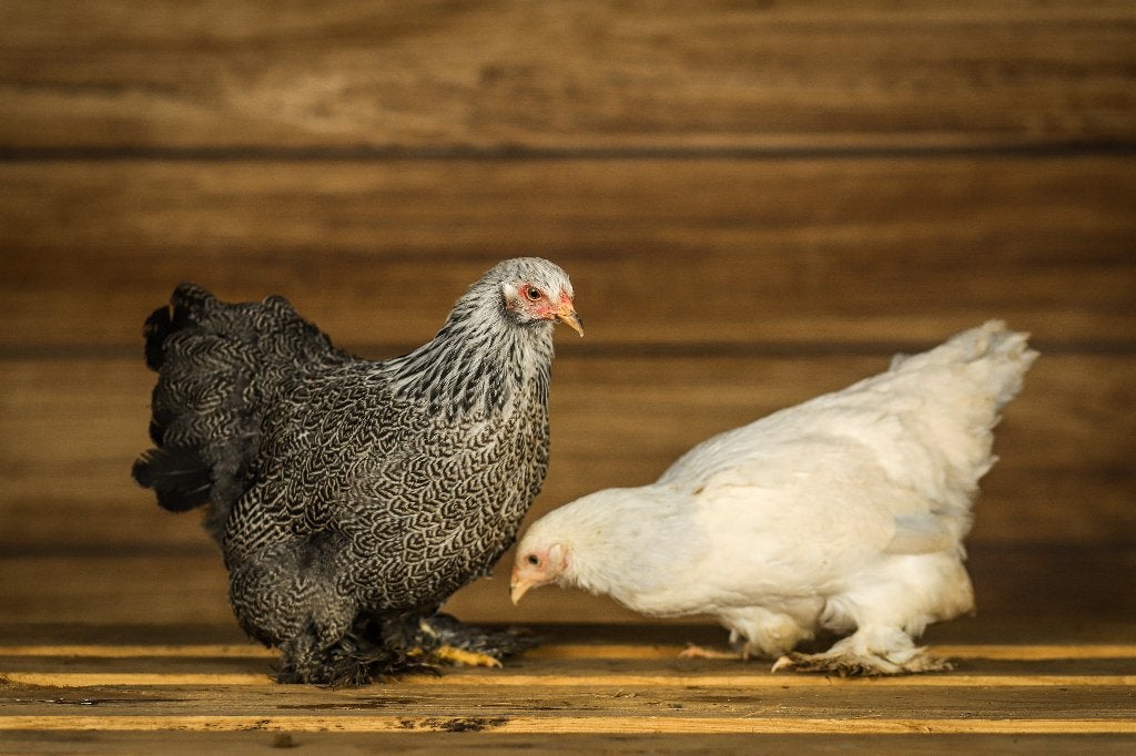 Brahma kriel | Tamme kippen | Passend advies!