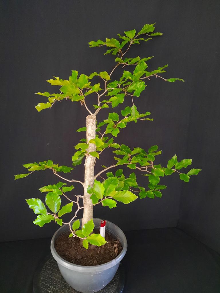 Pré bonsai Fagus Sylvatica, Ophalen, Bloeit niet, Halfschaduw, Overige soorten