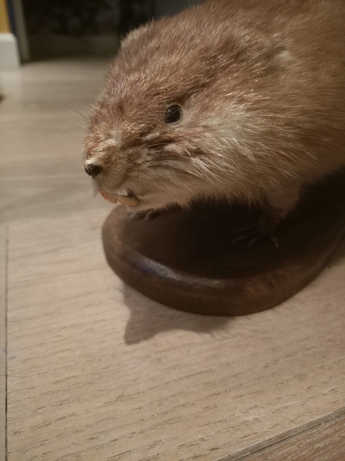 Opgezette muskusrat., Ophalen of Verzenden, Zo goed als nieuw, Wild dier, Opgezet dier