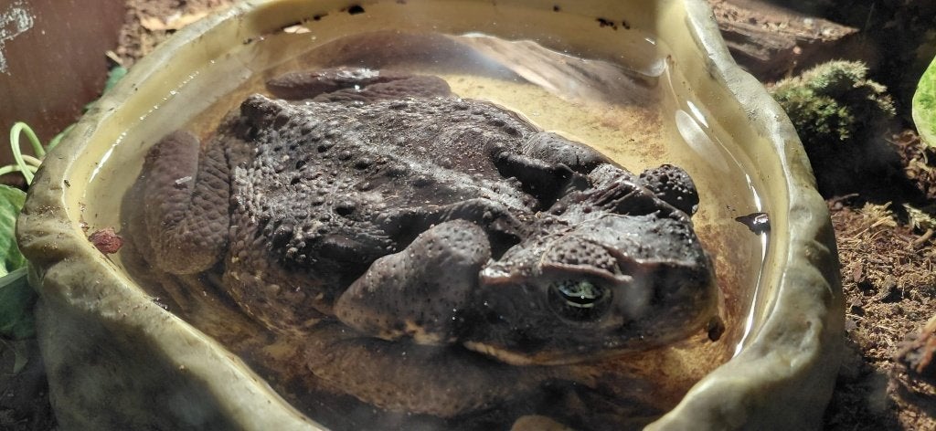 Reuzepad (cane toad) bufo marinus,Rhinella marina, Dieren en Toebehoren, Amfibie, Tam, 0 tot 2 jaar