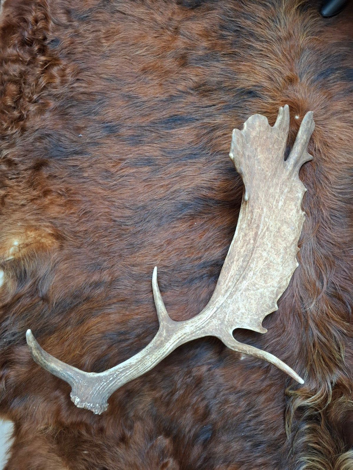 kapitale damhert gewei stang, Ophalen of Verzenden, Hert, Gewei of Kop