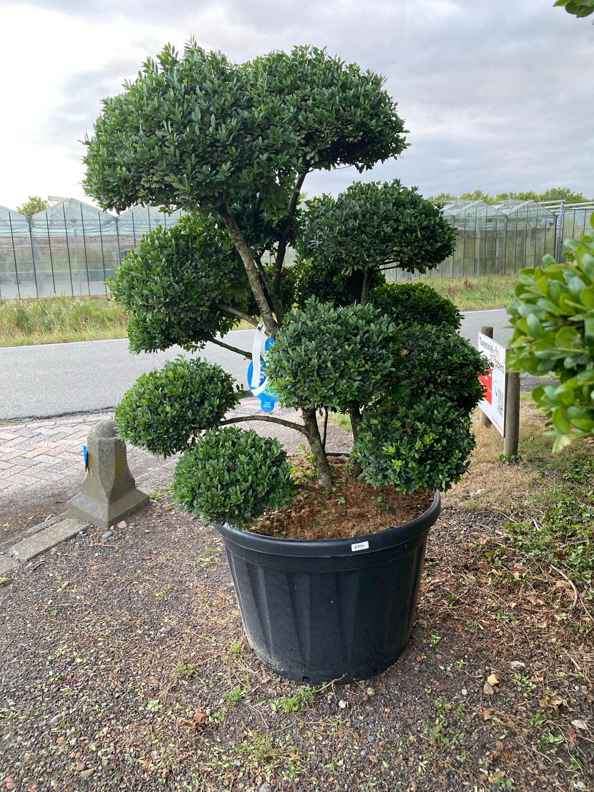 Ilex muchuchars bonsai - Nu met korting!, Vaste plant, Bloeit niet, Halfschaduw, Ophalen